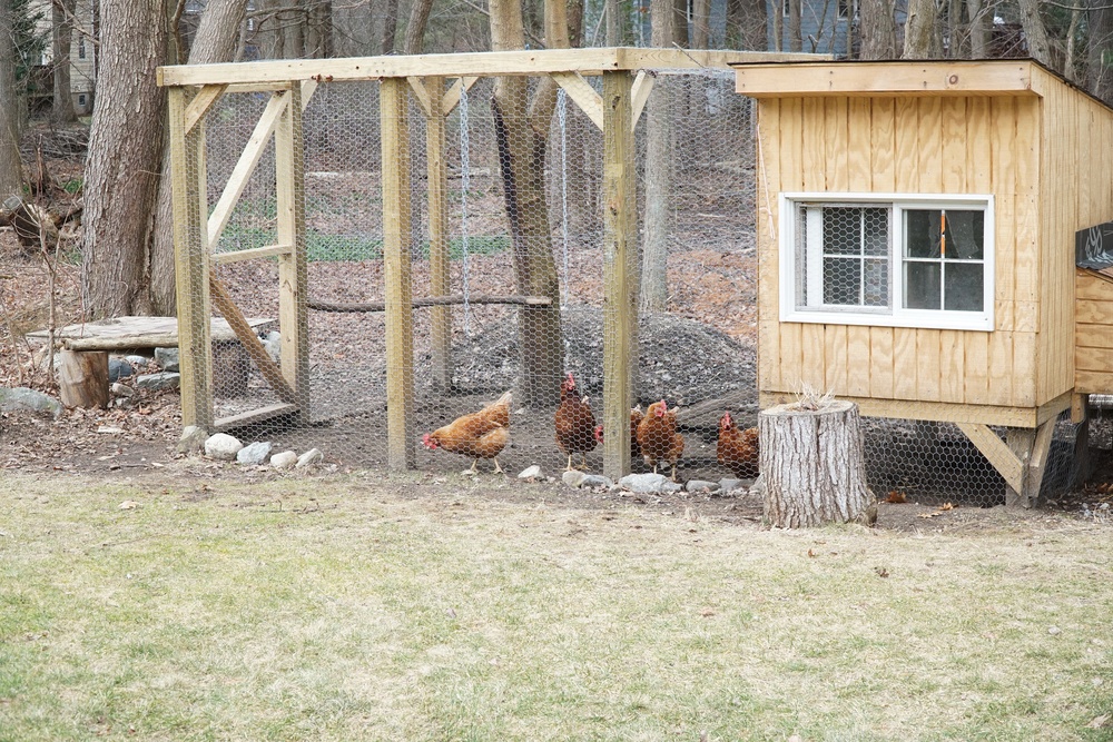 Large Chicken Coop