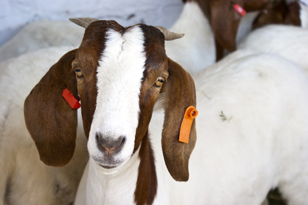 raising goat for meat