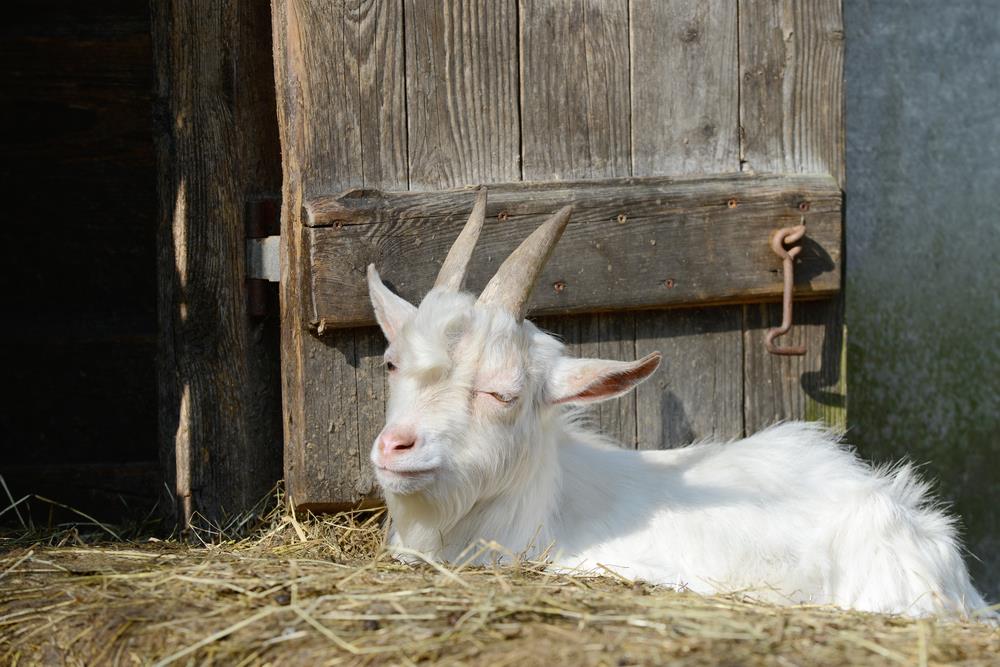 How to Build a Goat Shed