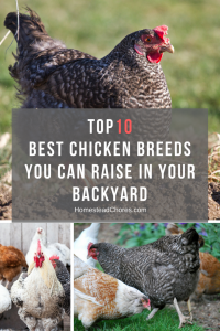 10 of the Best Chickens to Raise in Your Backyard