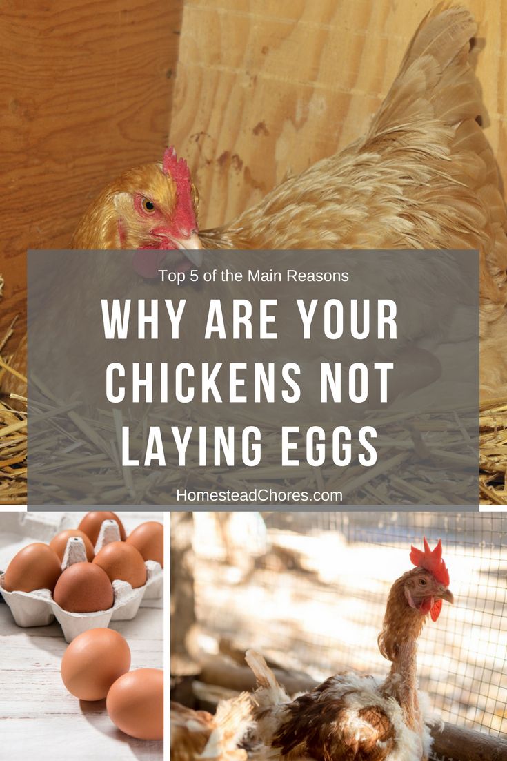 why chicken not laying eggs