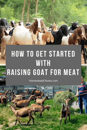 How to Get Started With Raising Goat for Meat - HomesteadChores.com