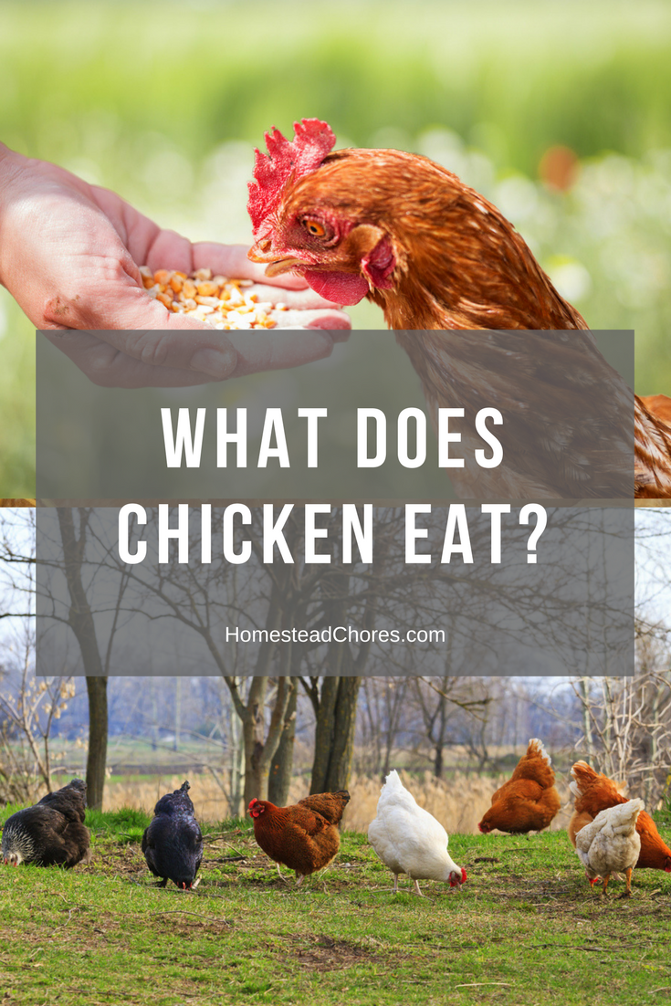 what does chicken eat